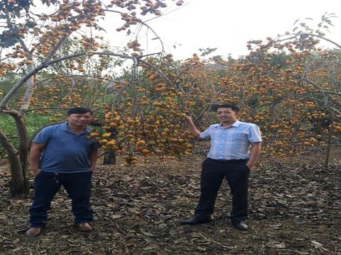 Thăm mô hình trồng Hồng lấy quả- Mộc Châu, Sơn La