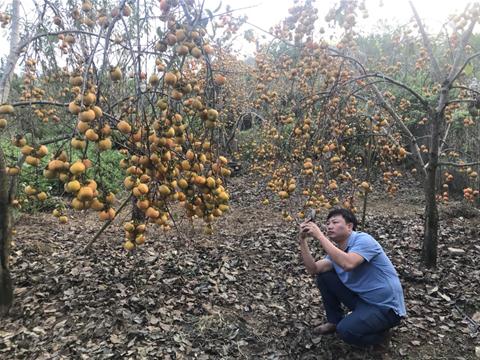 Thăm mô hình trồng Hồng lấy quả- Mộc Châu, Sơn La