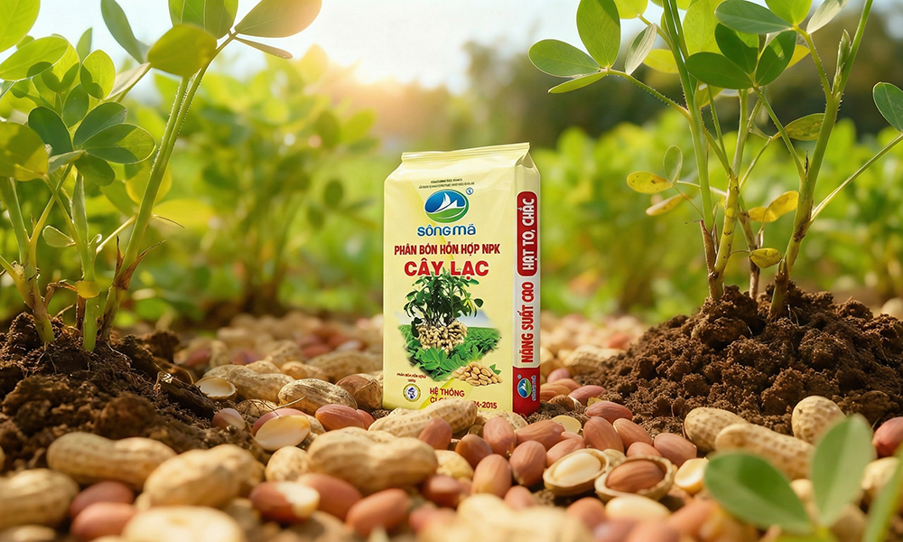 Kỹ thuật bón phân cho cây lạc đúng cách giúp tăng năng suất, ít sâu bệnh 