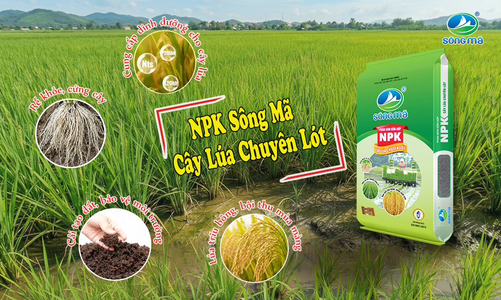 Bón lót lúa đúng kỹ thuật – Giải pháp nâng cao năng suất với NPK cây lúa chuyên lót Sông Mã
