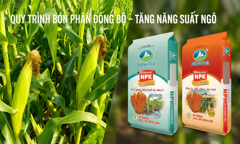 Quy trình bón phân đồng bộ cho cây ngô giúp tăng năng suất cao