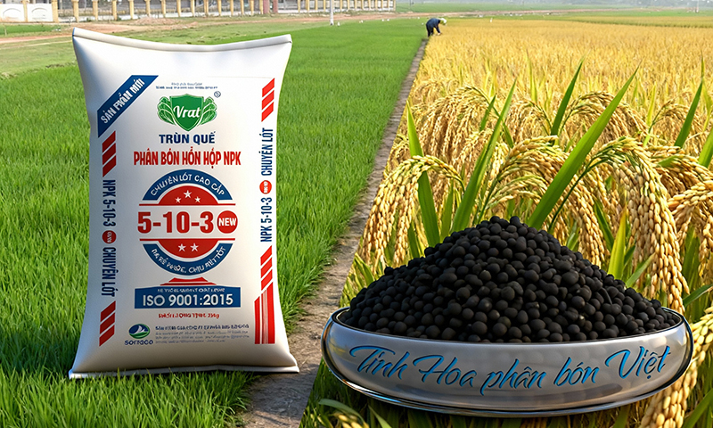 Chăm sóc lúa vụ Chiêm Xuân bằng NPK 5.10.3 Sông Mã giúp chống rét và phát triển mạnh