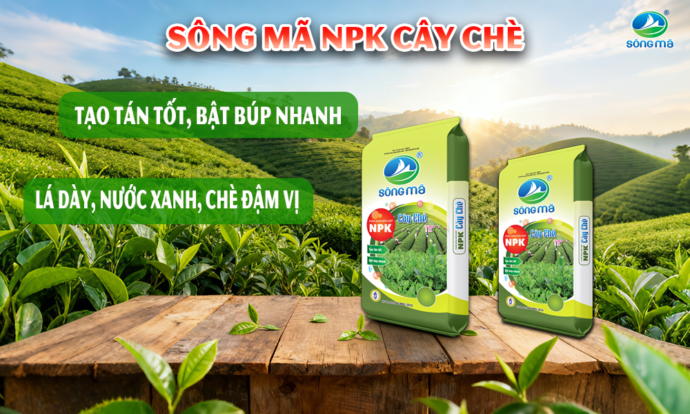 Cách bón phân cho chè kinh doanh giúp tăng năng suất búp và kéo dài thời gian khai thác