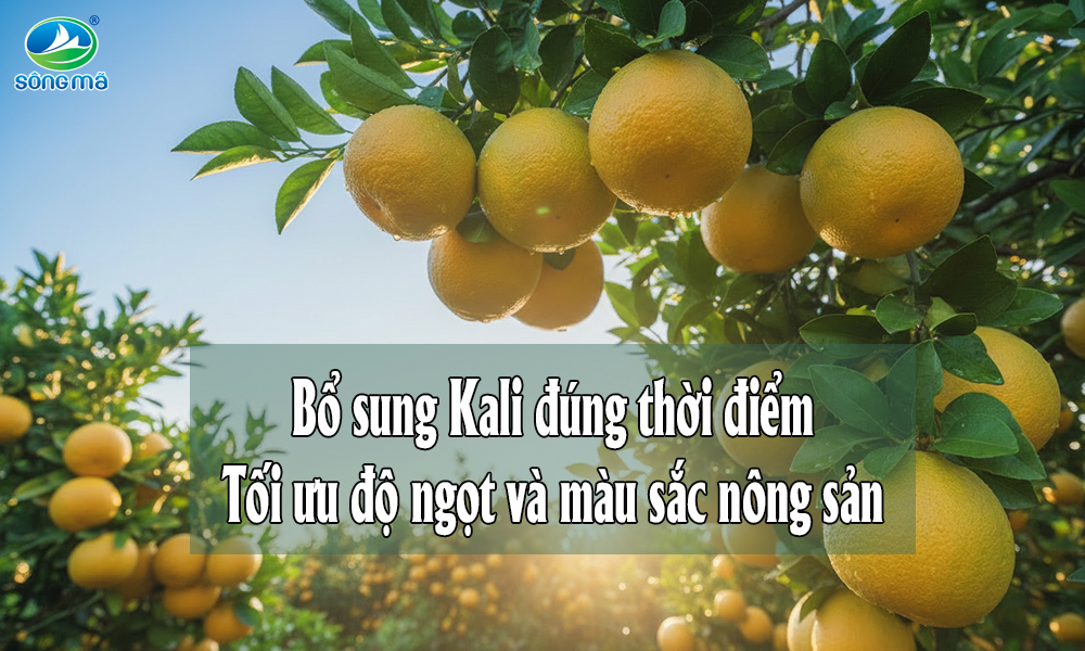 Vai trò của Kali trong việc tăng độ ngọt và màu sắc nông sản