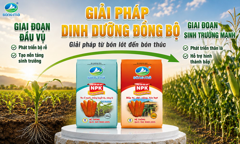 Bón lót và bón thúc cho cây ngô – Hai bước không thể thiếu để khai thác tối đa tiềm năng năng suất