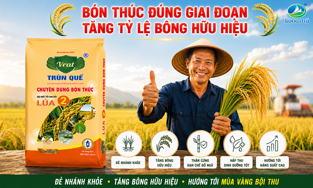 Bón thúc đẻ nhánh đúng cách giúp tăng số bông hữu hiệu ở cây lúa như thế nào?