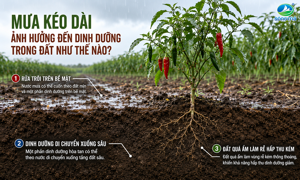 Mưa kéo dài ảnh hưởng đến dinh dưỡng trong đất như thế nào?