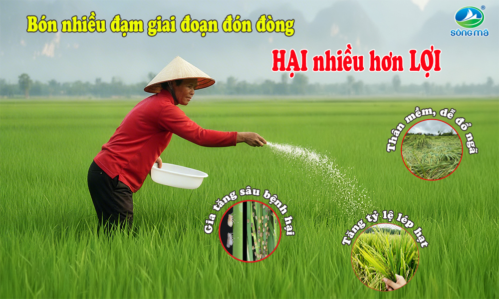Bón quá nhiều đạm giai đoạn đón đòng: Hại nhiều hơn lợi