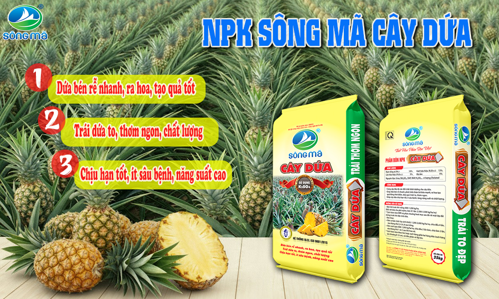 NPK Sông Mã chuyên cây dứa: Giải pháp giúp dứa khỏe cây, to quả, tăng chất lượng thu hoạch