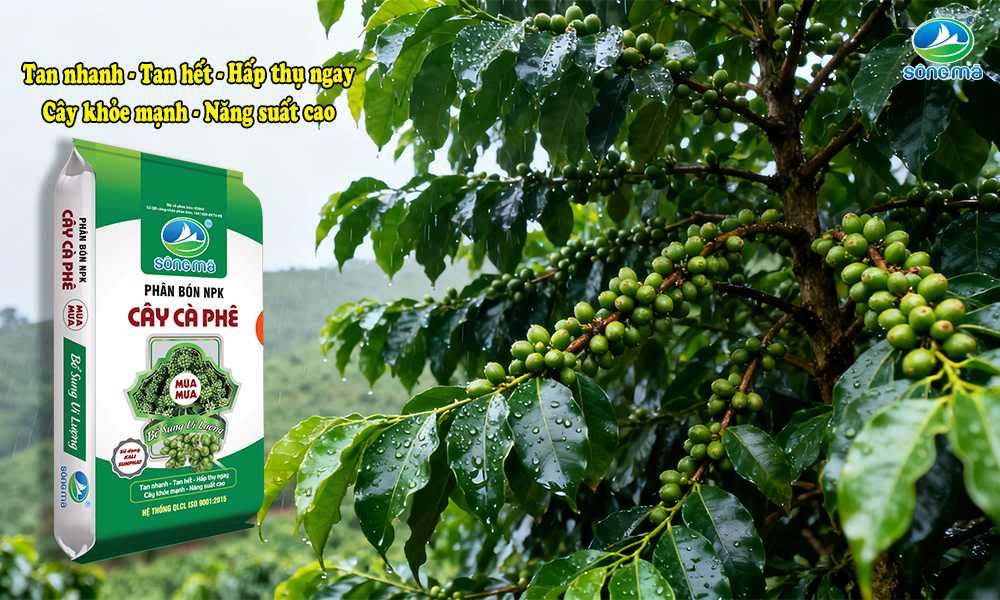Chăm sóc và bón phân cà phê mùa mưa đúng kỹ thuật để nuôi trái, tăng năng suất