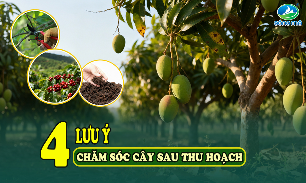 Chăm sóc cây sau thu hoạch đúng cách để phục hồi nhanh