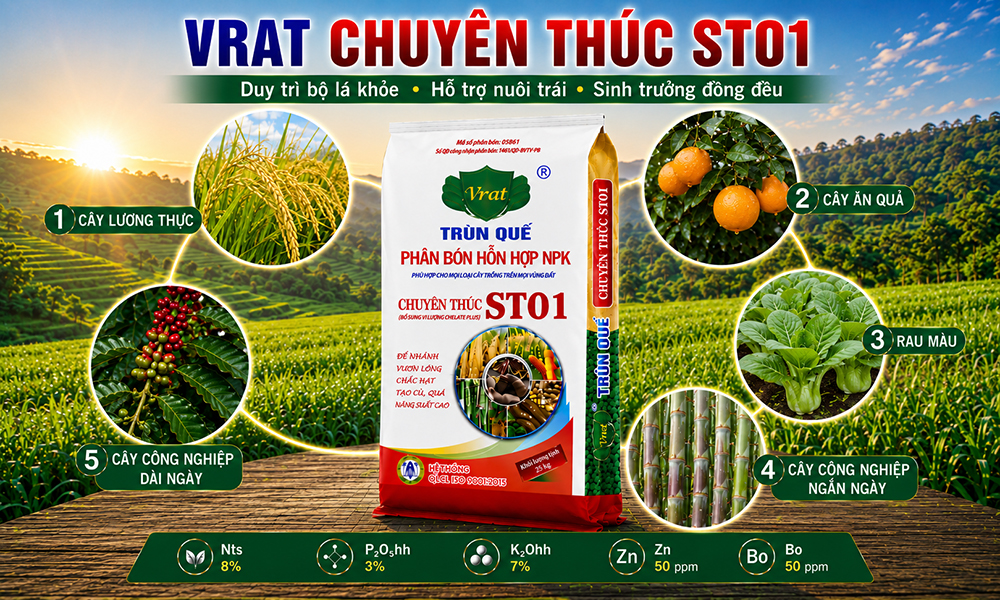 VRAT CHUYÊN THÚC ST01: Giải pháp duy trì bộ lá khỏe và hỗ trợ nuôi trái 